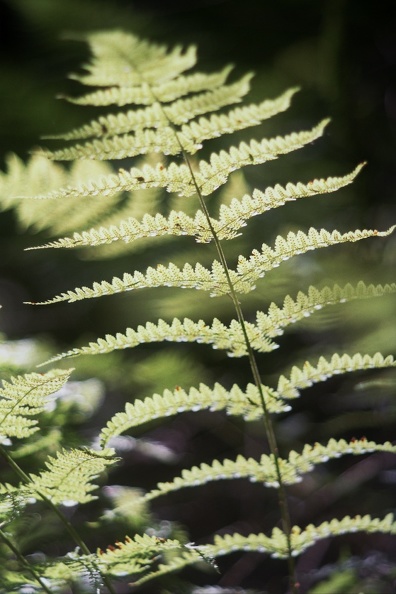 Gladie Creek &amp; Red River